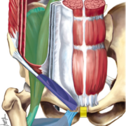 Pubalgie - prévention naturopathie - Isadora Pointet