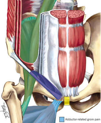 Pubalgie - prévention naturopathie - Isadora Pointet
